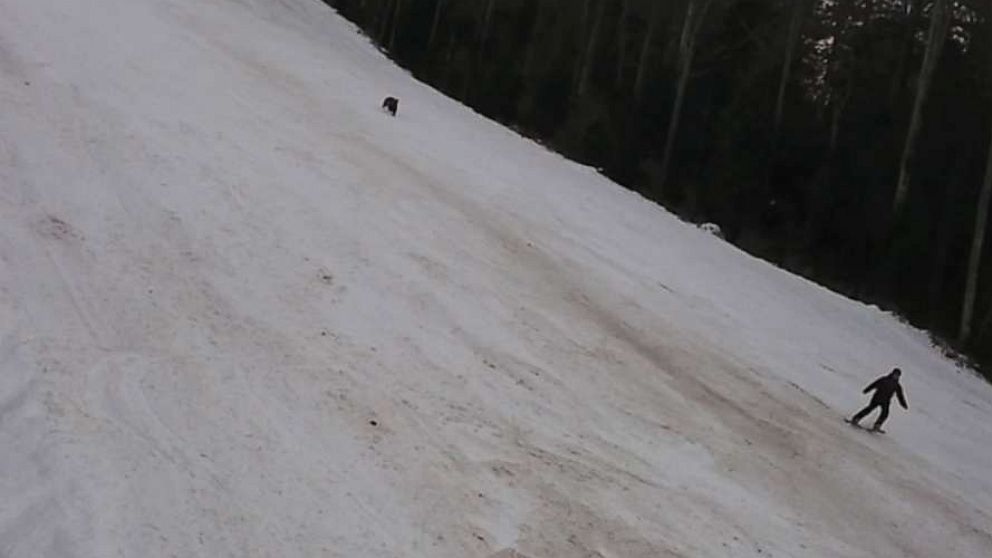 PHOTO: A bear was seen chasing a skier down the slope at the Predeal mountain resort in Romania on Jan. 23, 2021.