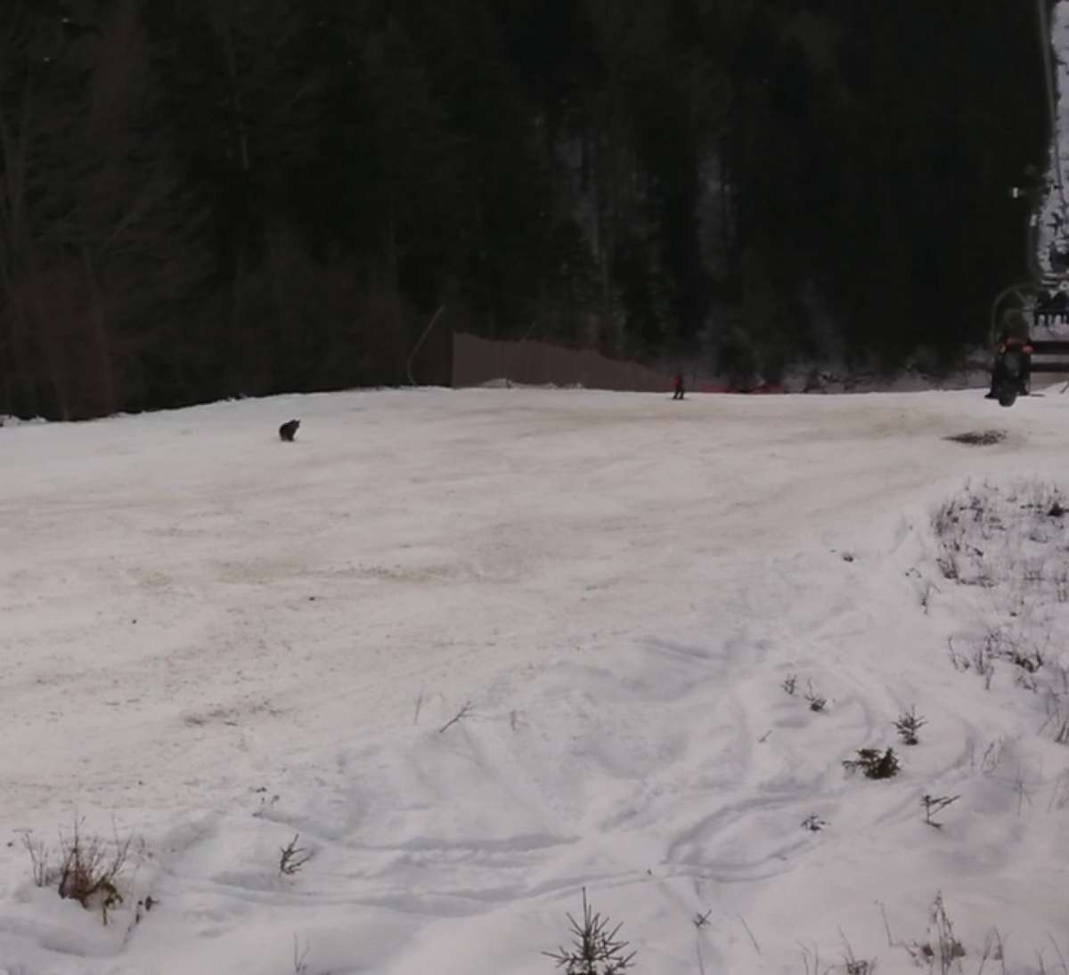 PHOTO: A bear was seen chasing a skier down the slope at the Predeal mountain resort in Romania on Jan. 23, 2021.
