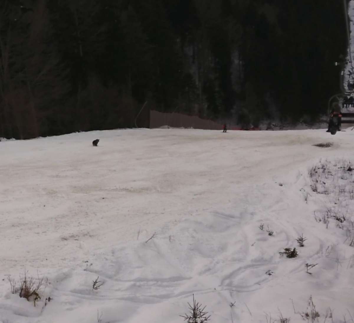 Bears really do chase skiers—but is this video fake?