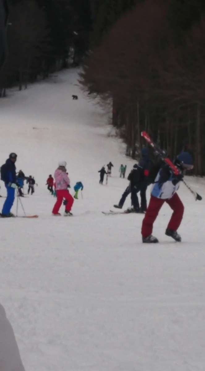 PHOTO: A bear was seen chasing a skier down the slope at the Predeal mountain resort in Romania on Jan. 23, 2021.
