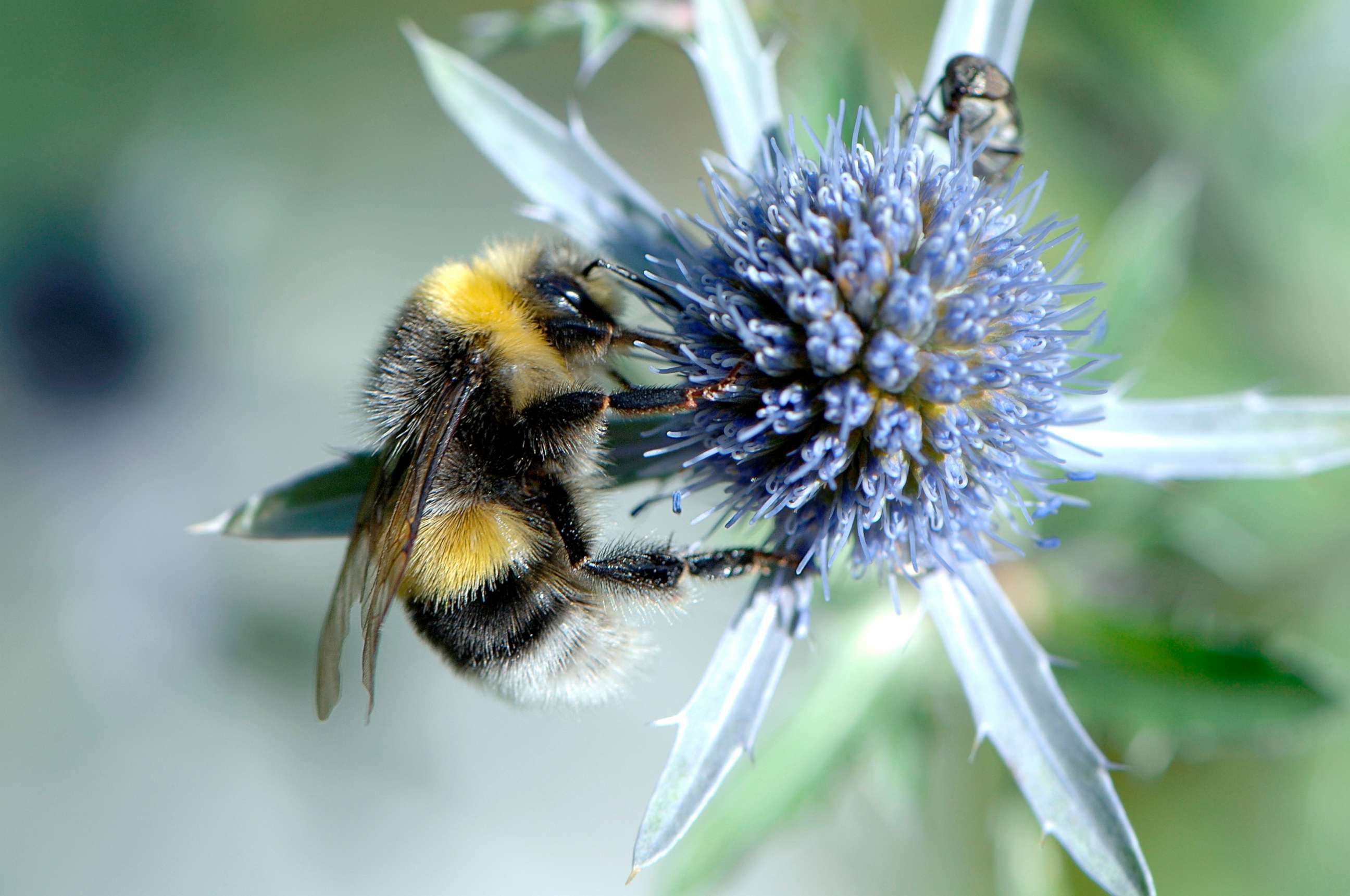 PHOTO: A Bumble Bee sits on a blue flower, Aug. 13, 2007, in this file photo.