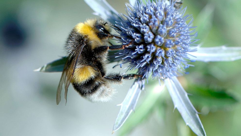 PHOTO: A Bumble Bee sits on a blue flower, Aug. 13, 2007, in this file photo.
