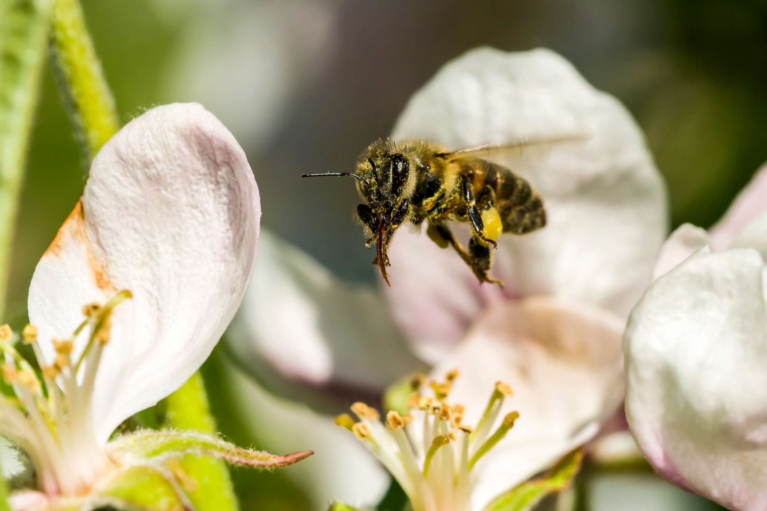 PHOTO: In this file photo, a Carniolan honey bee (Apis mellifera carnica) is collecting nectar at a white apple tree blossom, flying over it, May 9, 2016, in Saxony, Germany.