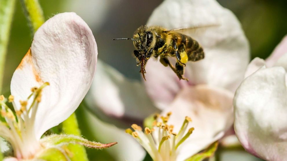 PHOTO: In this file photo, a Carniolan honey bee (Apis mellifera carnica) is collecting nectar at a white apple tree blossom, flying over it, May 9, 2016, in Saxony, Germany.