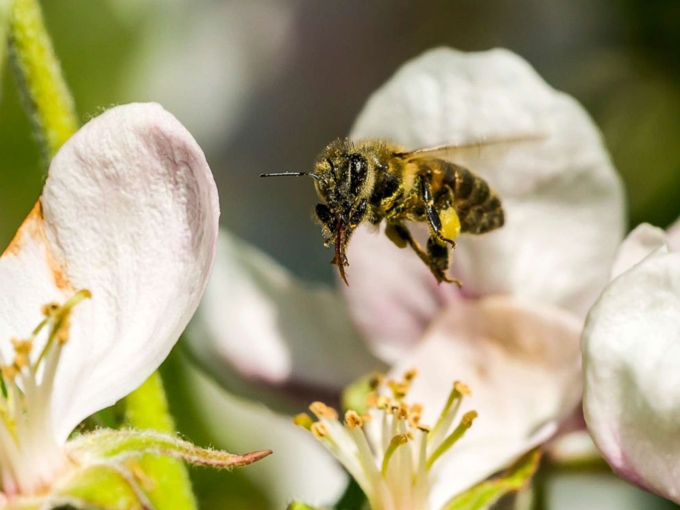 PHOTO: In this file photo, a Carniolan honey bee (Apis mellifera carnica) is collecting nectar at a white apple tree blossom, flying over it, May 9, 2016, in Saxony, Germany.