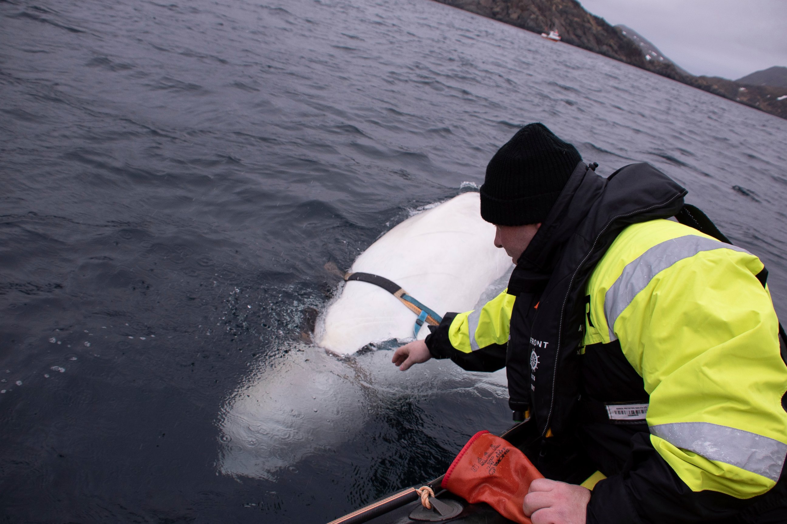 PHOTO: Joergen Ree Wiig tries to reach the harness attached to a beluga whale before the Norwegian fishermen were able to removed the tight harness, off the northern Norwegian coast Friday, April 26, 2019.