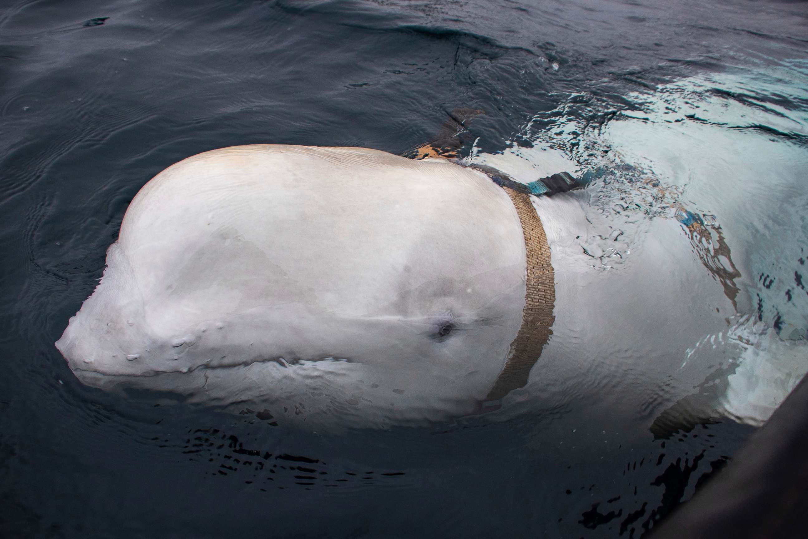 PHOTO: A beluga whale swims next to a fishing boat before Norwegian fishermen removed the tight harness, off the northern Norwegian coast, April 26, 2019.