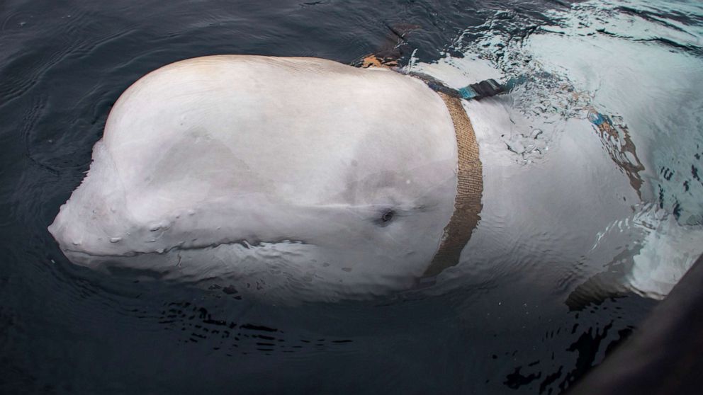 PHOTO: A beluga whale swims next to a fishing boat before Norwegian fishermen removed the tight harness, off the northern Norwegian coast, April 26, 2019.