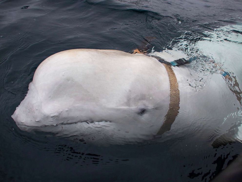 PHOTO: A beluga whale swims next to a fishing boat before Norwegian fishermen removed the tight harness, off the northern Norwegian coast, April 26, 2019.