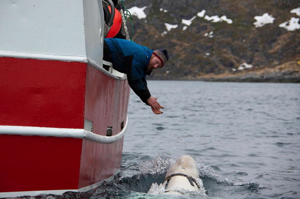 PHOTO: Norwegian fisherman Joar Hesten tries to attract a beluga whale swimming next to his boat off the northern Norwegian coast, before the Norwegian fishermen were able to removed the tight harness,   April 26, 2019.