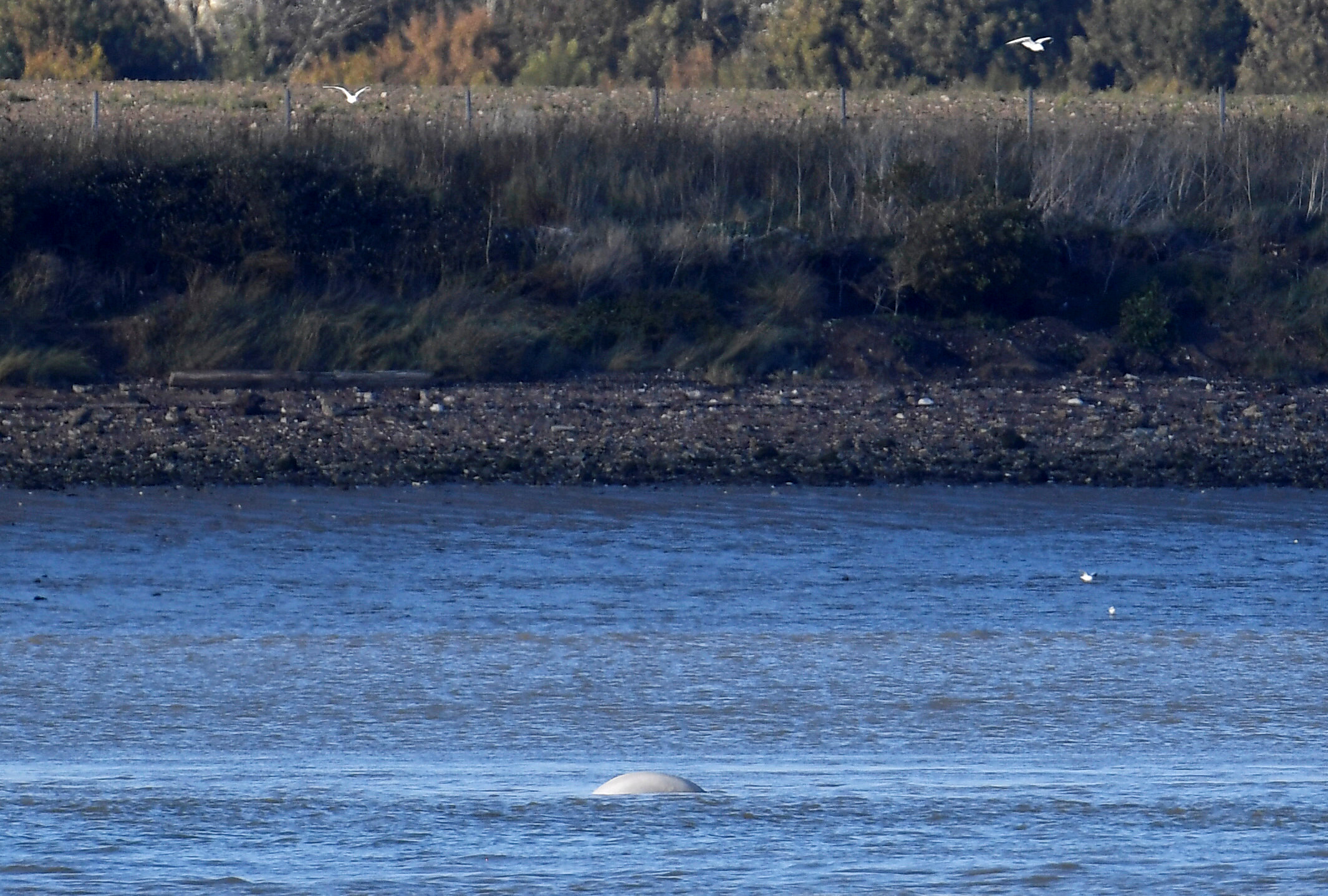 PHOTO: A beluga whale breeches on the River Thames near Gravesend east of London, Britain, Sept. 25, 2018.