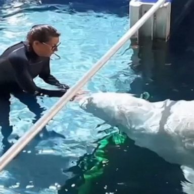 Trainers prepare two beluga whales in captivity for their June release into the world's first open water sea sanctuary in Iceland. 