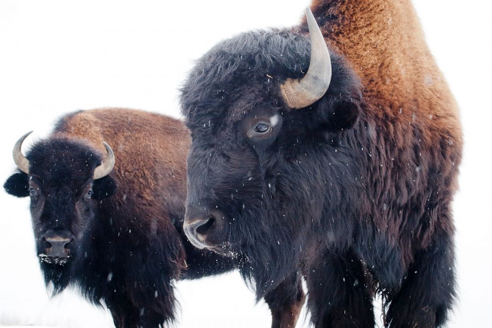 PHOTO: American bison. 