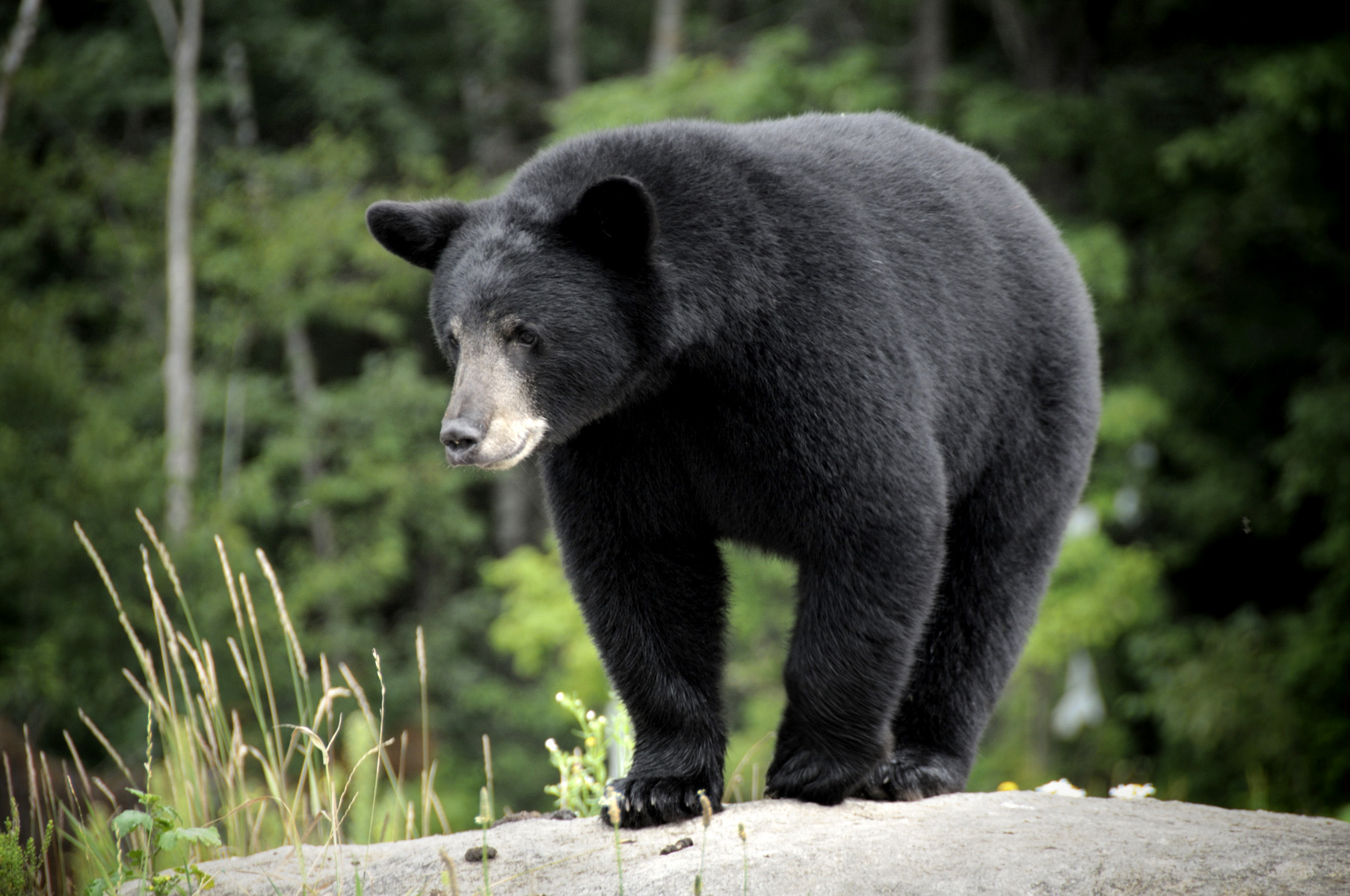 PHOTO: A black bear is seen in this stock photo.