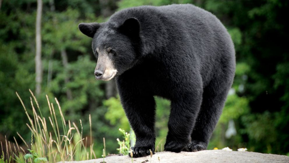 PHOTO: A black bear is seen in this stock photo.
