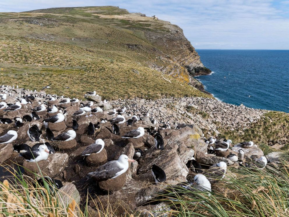 PHOTO: Black-browed albatross or black-browed mollymawk (Thalassarche melanophris), colony in the Falkland Islands, South America.