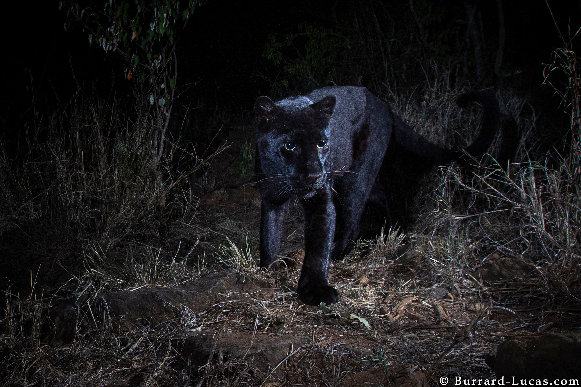 PHOTO: Photographer Will Burrard-Lucas captured images of a rare black leopard with a Camtraptions camera trap at the Laikipia Wilderness Camp in Kenya.