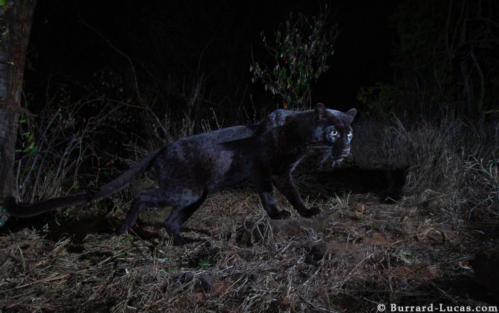 Rare black leopard caught on camera for first time in 100 years