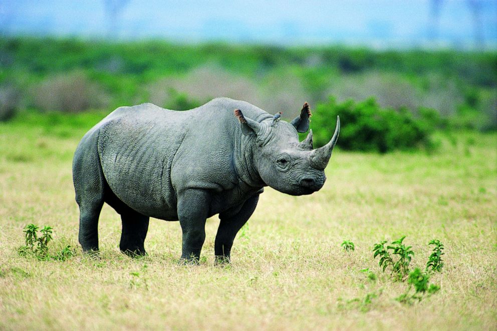 PHOTO: A black rhino is seen in this stock photo.