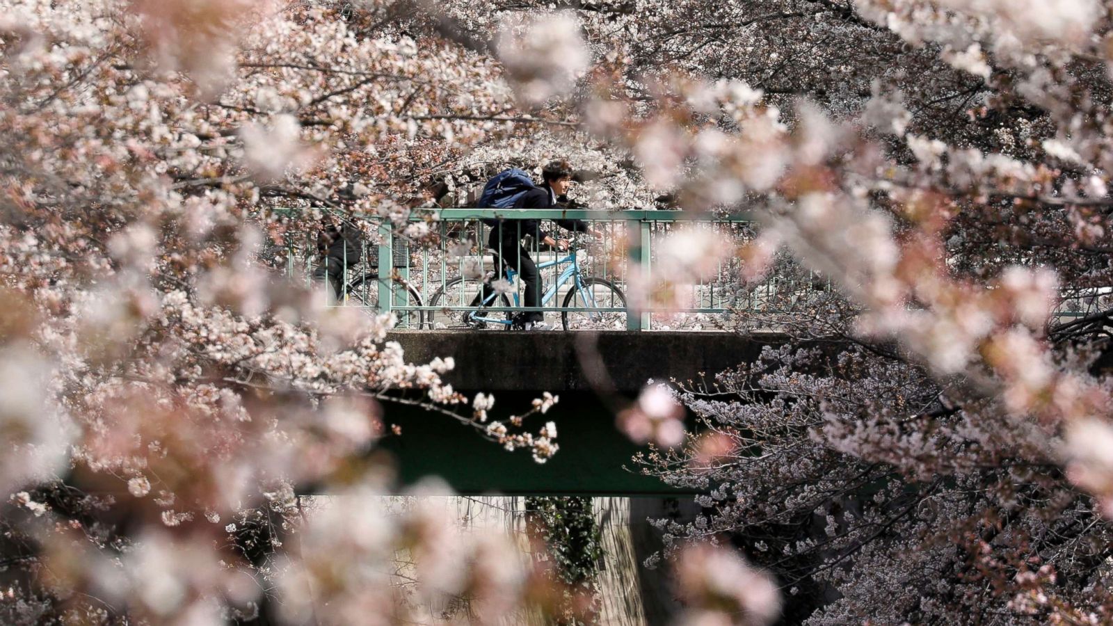 National Cherry Blossom Festival: Stunning Photos of Trees in Bloom - ABC  News