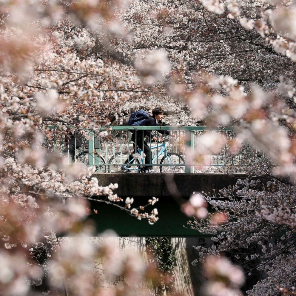 Cherry Blossoms Bloom Heralding Spring Abc News