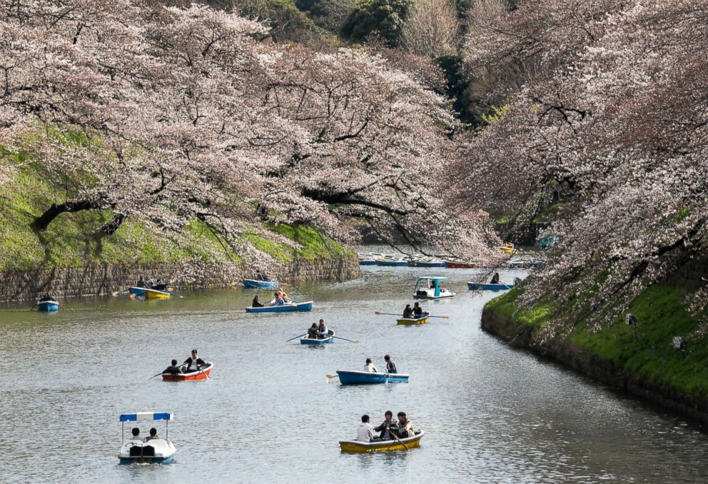 PHOTO: People row boats to view the cherry blossoms in bloom on Chidorigafuchi Moat in Tokyo, March 23, 2018. 