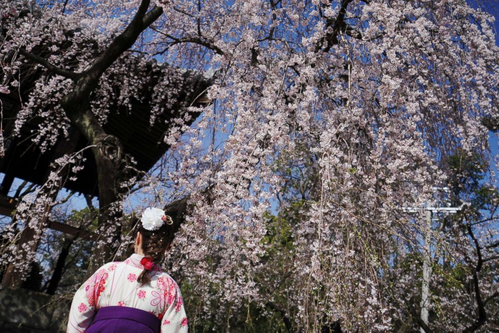 PHOTO: A woman wearing a Japanese traditional clothing called "hakama" views the blooming the cherry blossoms overhead in Tokyo, March 22, 2018. The cherry blossom season marks the arrival of spring for the Japanese. 