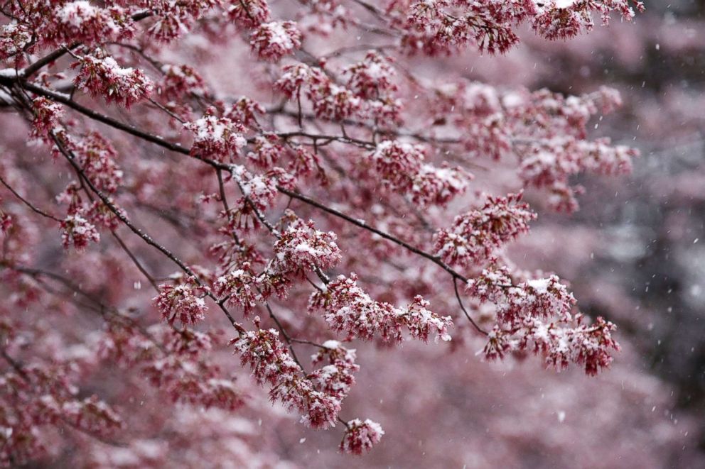 PHOTO: Snow falls on early blooming Cherry Blossom trees in Washington, D.C., March 21, 2018. 