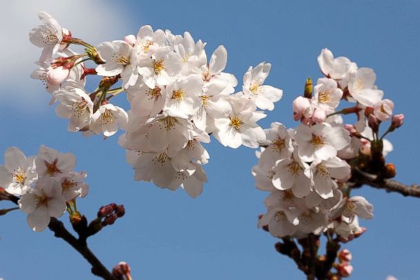 blossoms-sh-er-