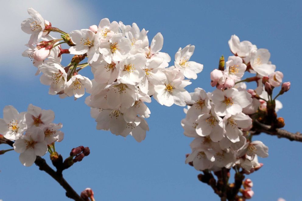 Cherry Blossoms Bloom Heralding Spring Abc News