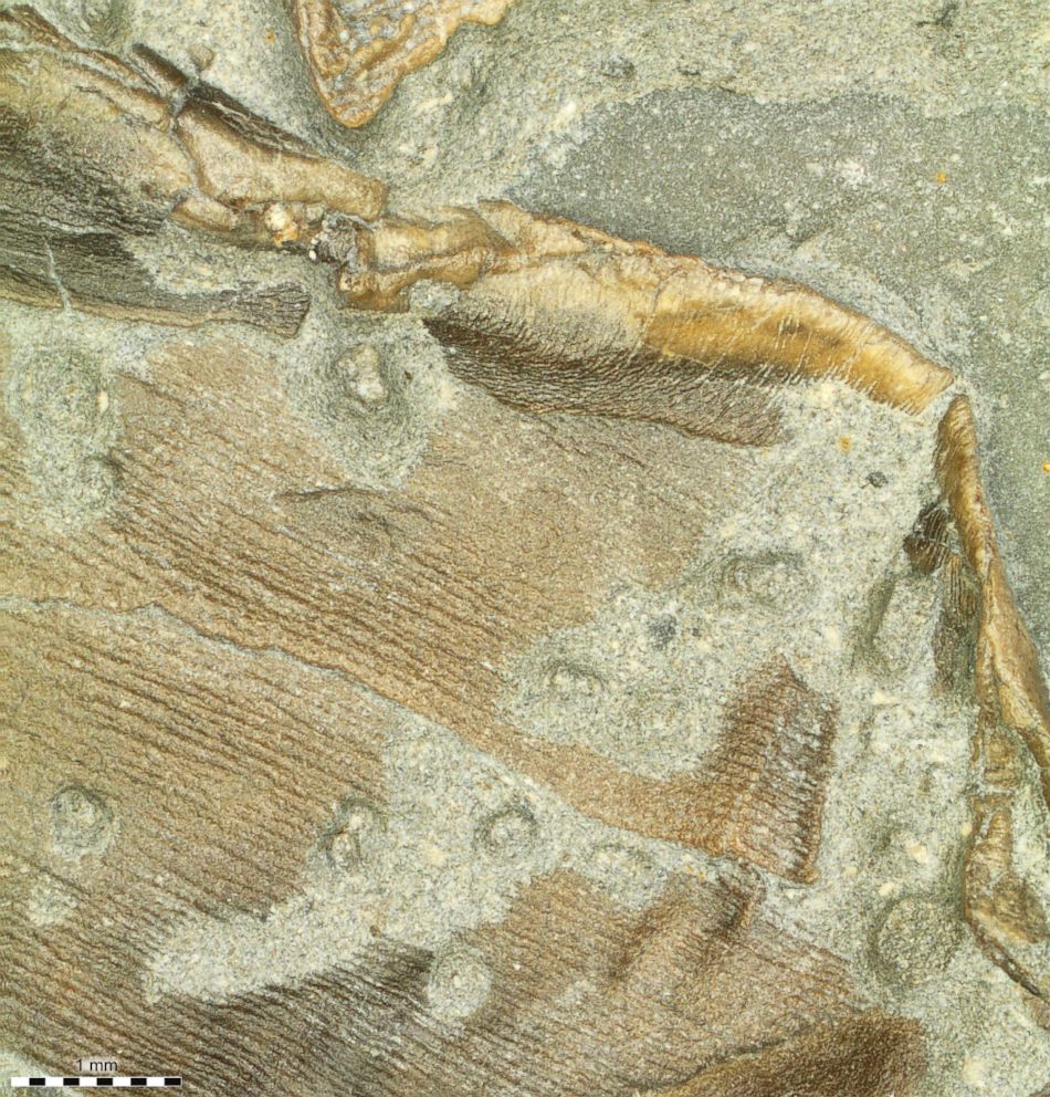 PHOTO: Fossilized skin forming the trailing edge of the right pelvic fin. 