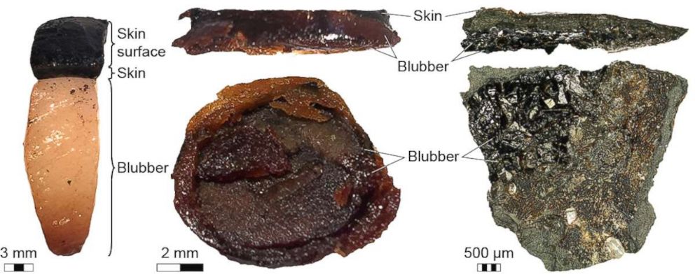 PHOTO: Comparison between artificially matured modern porpoise integument and fossil ichthyosaur blubber.
