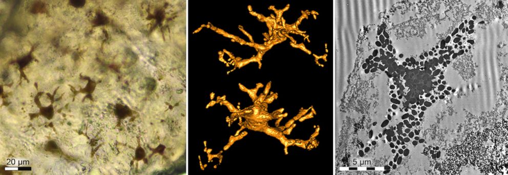 PHOTO: One hundred and eighty-million-year-old pigment cells. To the left, light micrograph of the branched melanophores. In the center an X-ray of a melanophore. 