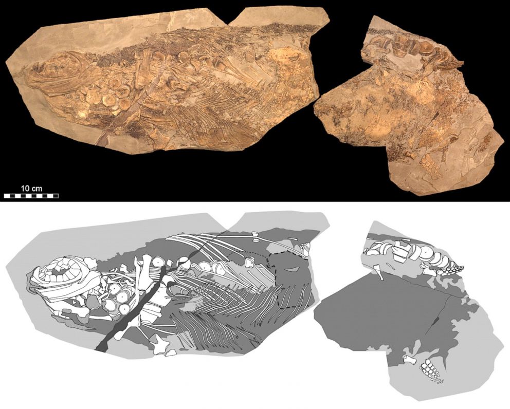 PHOTO: An 180-million-year-old ichthyosaur (literally ‘fish-lizard’) fossil has been discovered. Photographic (top) and diagrammatic (bottom) representation of the 85-cm-long fossil.