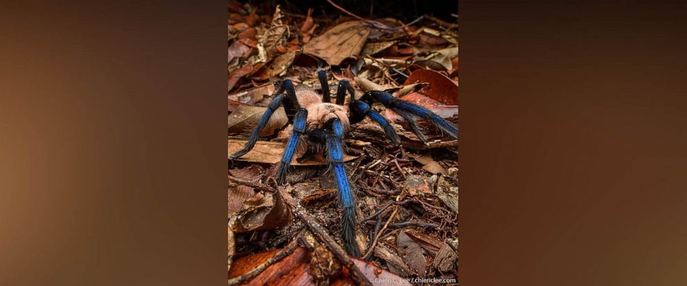 PHOTO: Birupes simoroxigorum is a striking species which typifies the threats faced by arachnids.