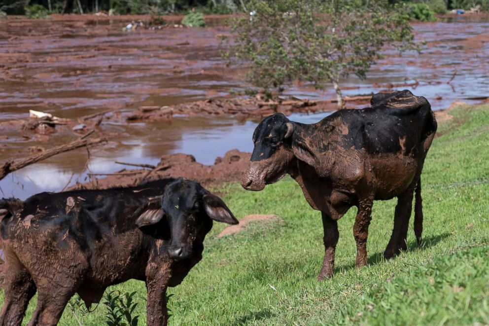  Cattle are covered by mining debris after a mine collapsed near Brumadinho, Brazil, Friday, Jan. 25, 2019. 
							