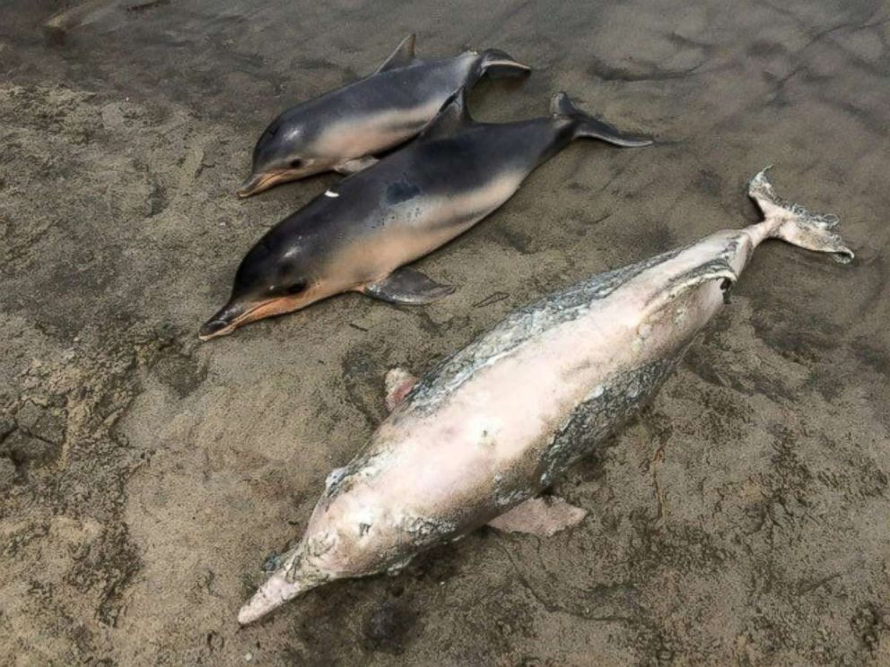PHOTO: Nongovernmental organizations are examining the carcasses of more than 80 gray dolphins that have been found dead in a bay west of Rio de Janeiro in recent weeks.