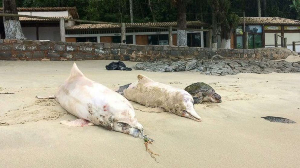 PHOTO: Brazilian environmentalists are trying to figure out why more than 80 gray dolphins have been found dead in a bay west of Rio de Janeiro in recent weeks.