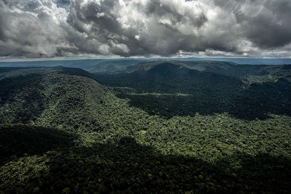 Some tropical rainforest leaves are becoming so hot they are unable to  photosynthesise, study finds, Climate News