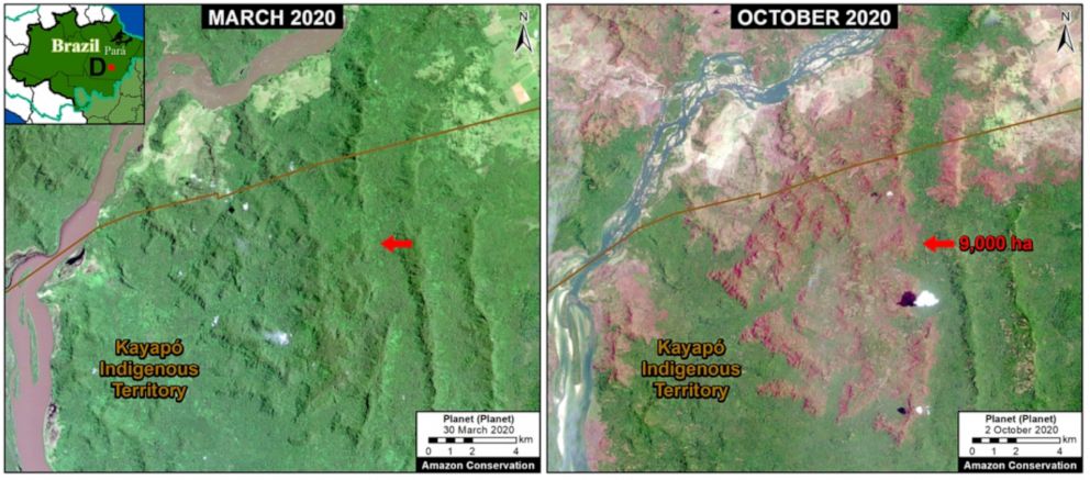PHOTO: Over 50,000 acres of forest were lost in the Brazilian Amazon. In this satellite imagery of Para state, 9,000 hectares burned between March, left, and October, right, 2020. 