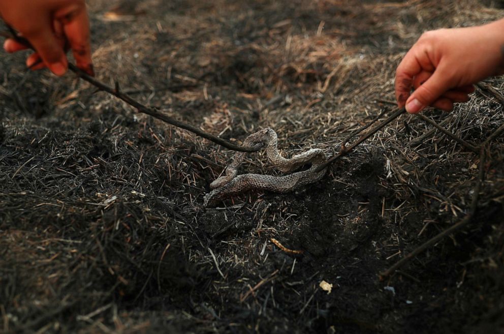 PHOTO: Isabella Cristina Pereira Britto, a veterinary student, and Eduarda Fernades, a local guide, inspect a dead snake in an area that was burnt in a fire in the Pantanal, the world's largest wetland, in Pocone, Mato Grosso state, Brazil, Aug. 31, 2020.