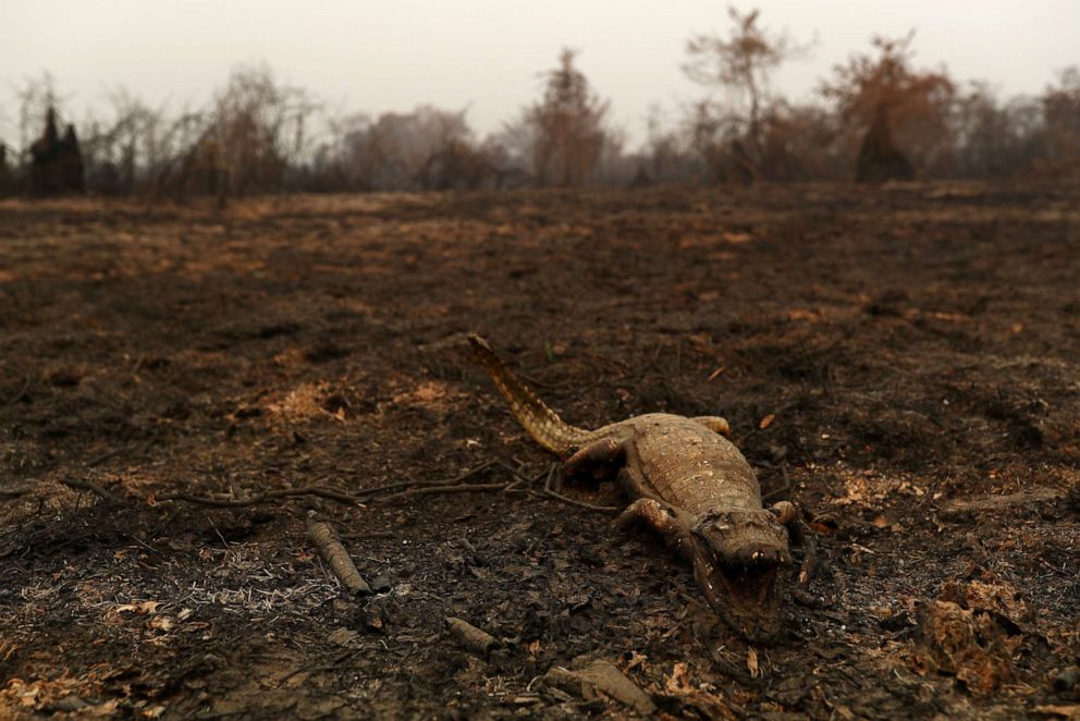 PHOTO: A dead caiman is pictured in an area that was burnt in a fire in the Pantanal, the world's largest wetland, in Pocone, Mato Grosso state, Brazil, Aug. 31, 2020.