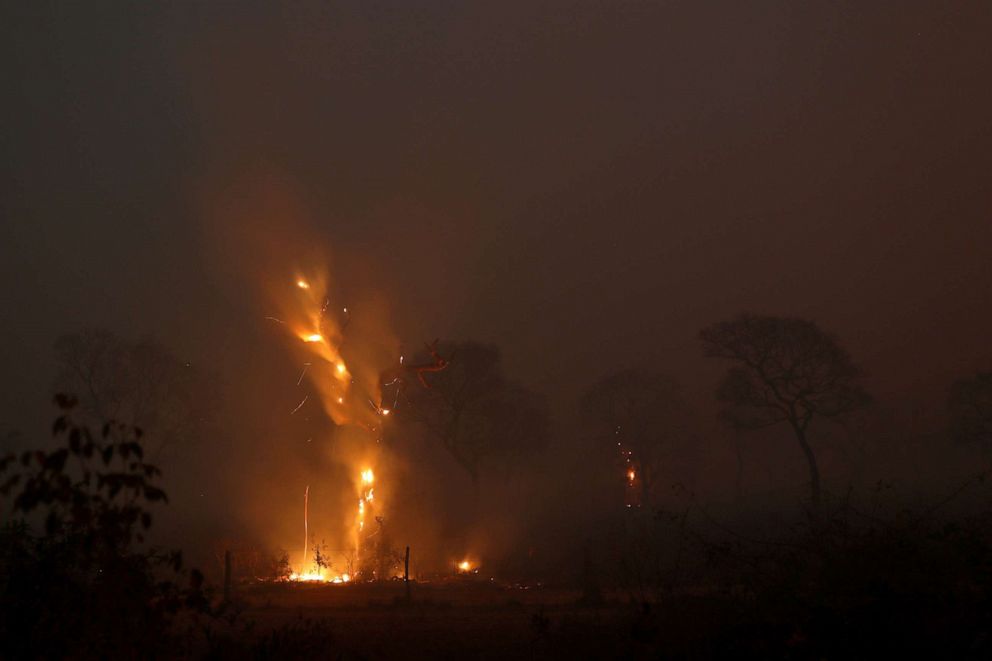 PHOTO: A tree burns in a fire in the Pantanal, the world's largest wetland, in Pocone, Mato Grosso state, Brazil, Aug. 29, 2020.