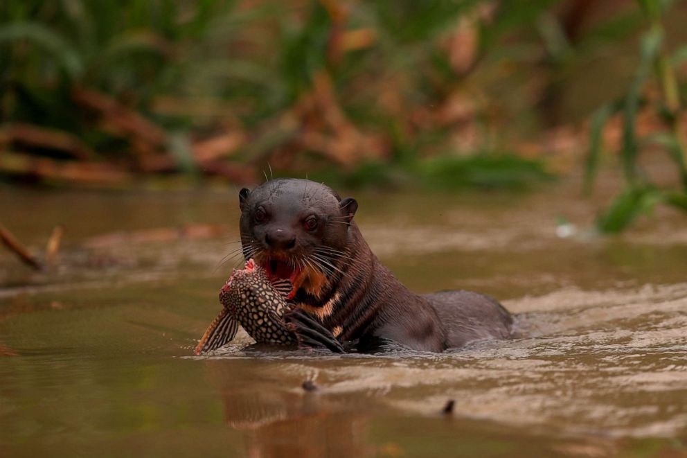 PHOTO: A giant otter eats a fish as it swims in the Cuiaba River, amongst smoke from a fire, inside Encontro das Aguas State Park, in the Pantanal, the world's largest wetland, in Mato Grosso state, Brazil, Sept. 3, 2020.