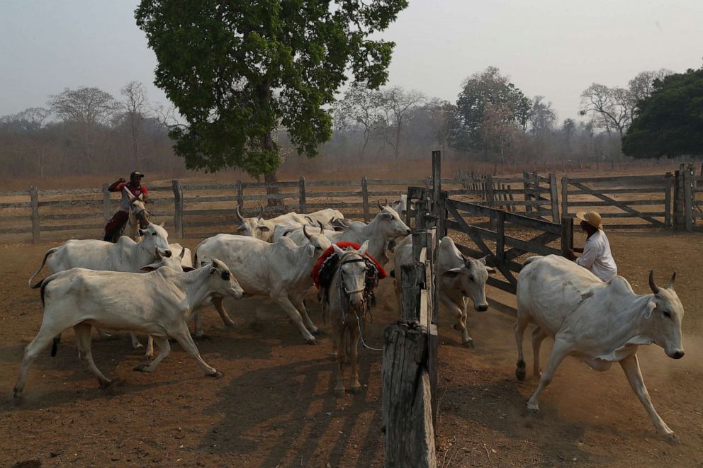 PHOTO: Carlos Augusto Rodrigues, 35, separates cattle with the help of his friend Idalino Menino Pereira, 53, on the ranch where Rodrigues works, in the Pantanal, the world's largest wetland, in Pocone, Mato Grosso state, Brazil, Sept. 1, 2020.