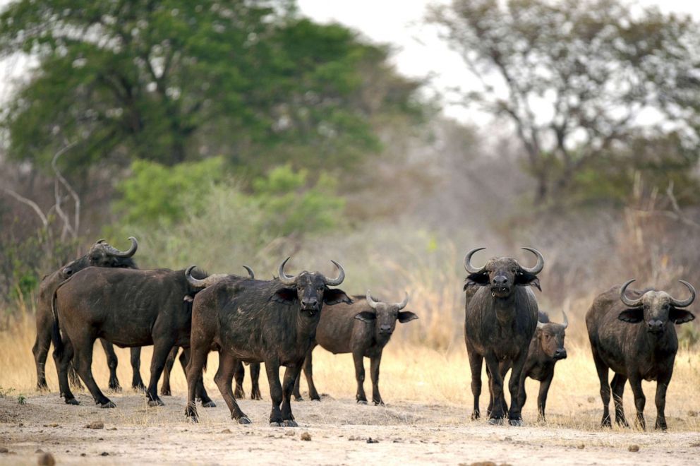 PHOTO: African buffaloes are pictured on Nov. 16, 2012, at Hwange National Park in Zimbabwe.