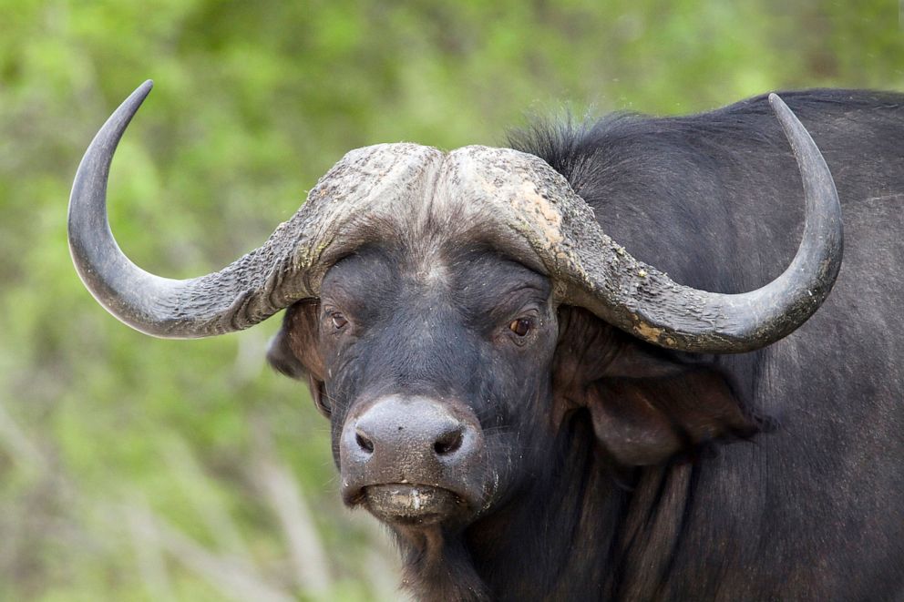 PHOTO: A buffalo is pictured at Mahango national park in Namibia.