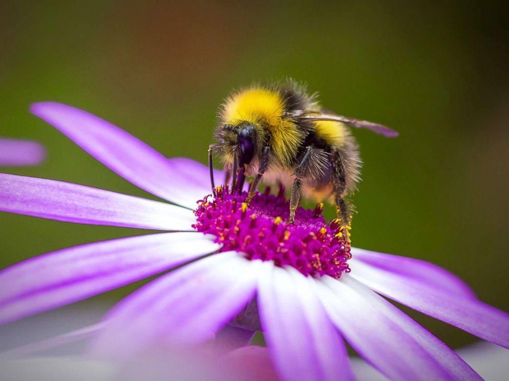 PHOTO: A bumblebee gathers pollen from a flower in this undated stock photo.