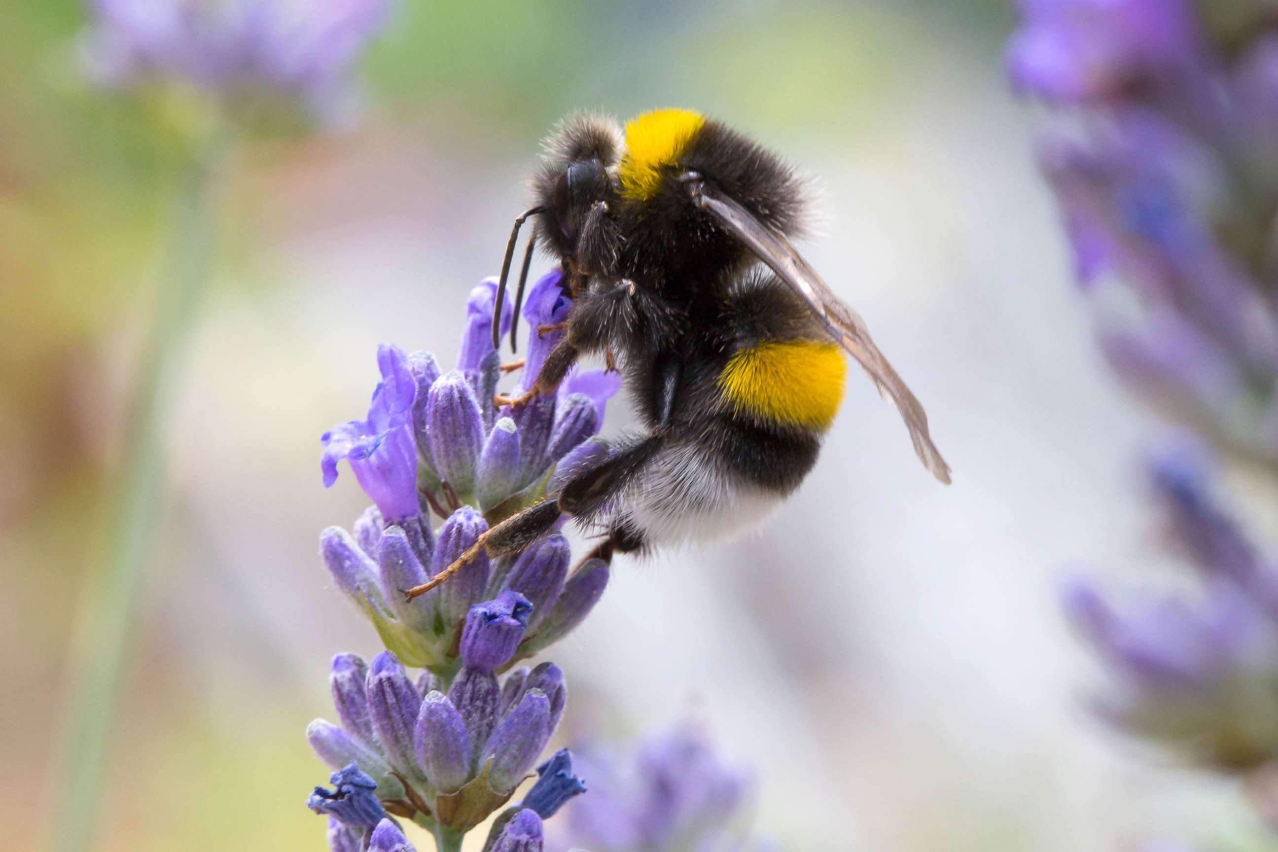 PHOTO: A bumblebee gathers pollen from a flower in this undated stock photo.