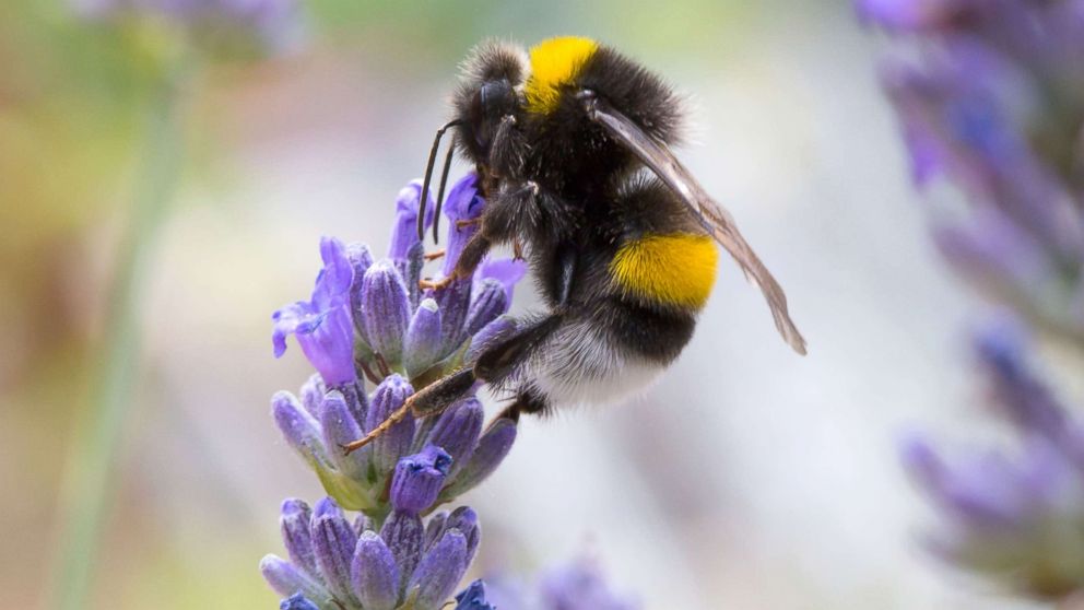PHOTO: A bumblebee gathers pollen from a flower in this undated stock photo.